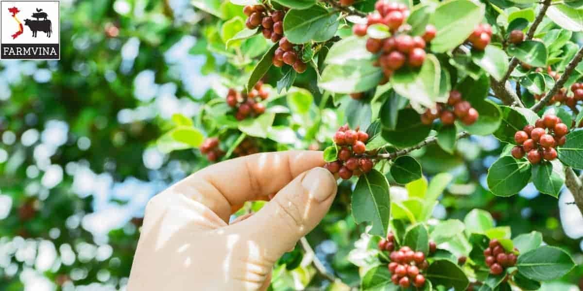Vietnam to build upscale coffee brand