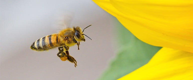Buckfast Bee