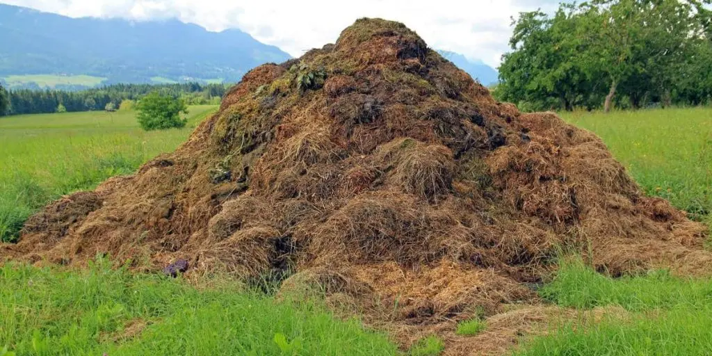 backyard compost