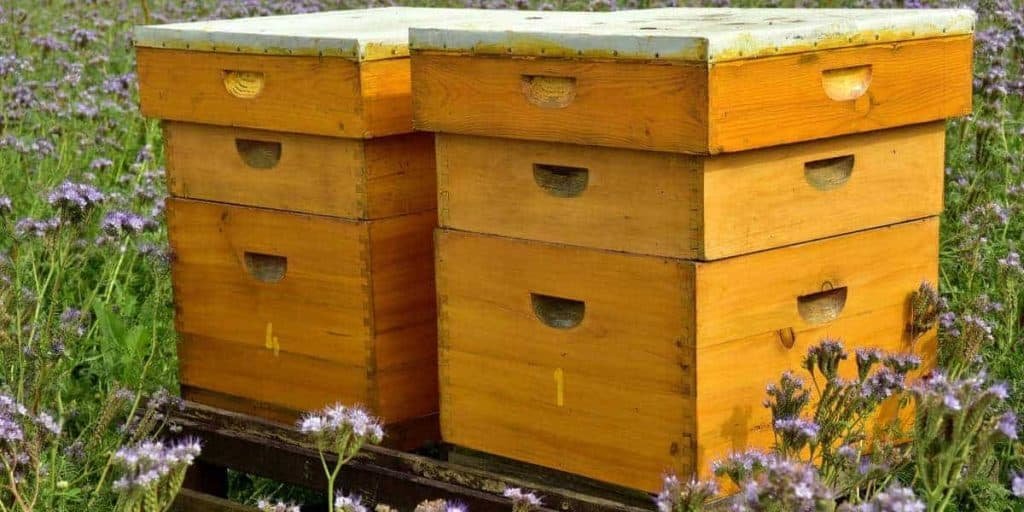 bee hives starter kit