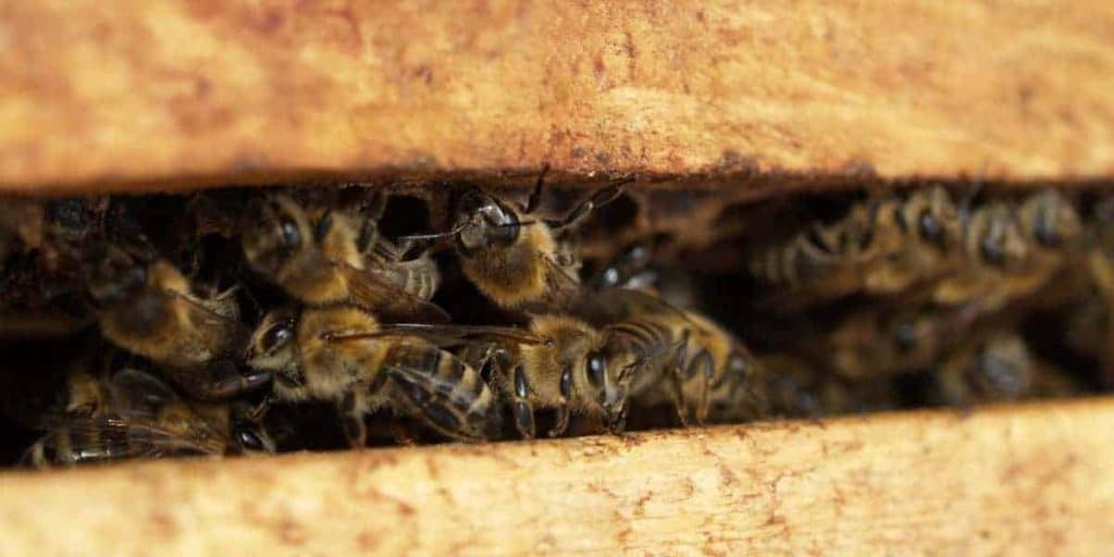 beekeeping hobby
