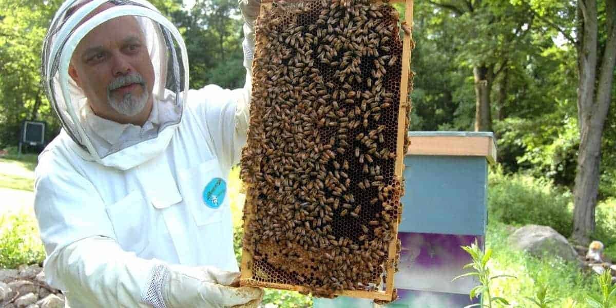 How To Get Bees? Here Are 5 Fabulous Ways! | Farmvina