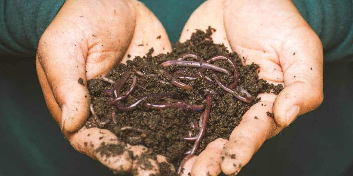 Composting: A more detailed how-to guide