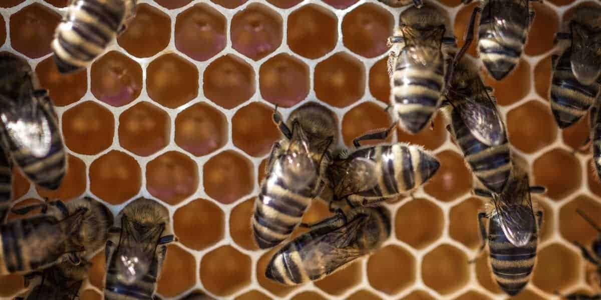 Beekeeping Mistakes: How To Avoid?