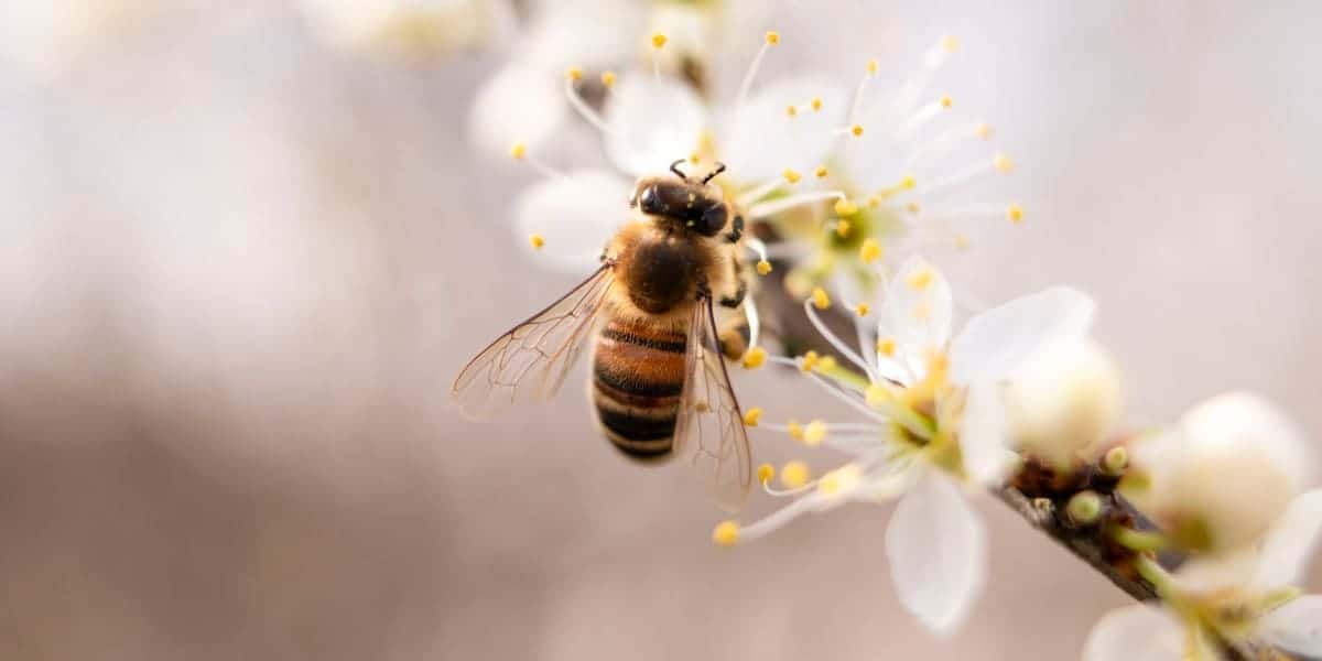 Information On Honey Bees You Should Know