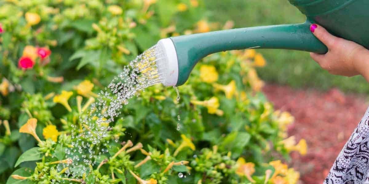 Watering and Irrigation: What you need to know?