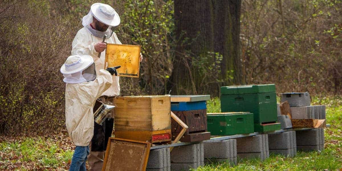 Where To Put Your Hive and Why