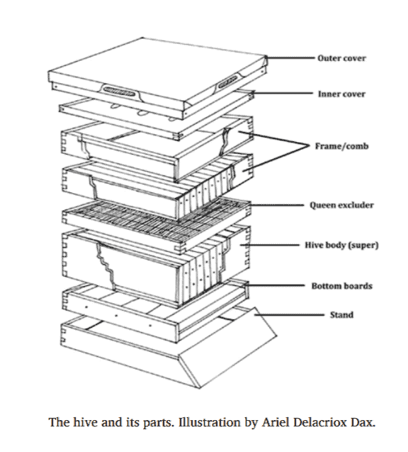 What Is A Hive? A comprehensive guide | Farmvina