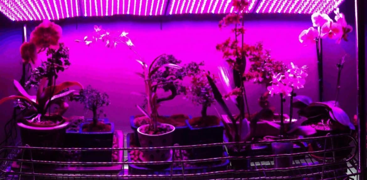 Growing Orchids Under Lights For Beginners | Farmvina