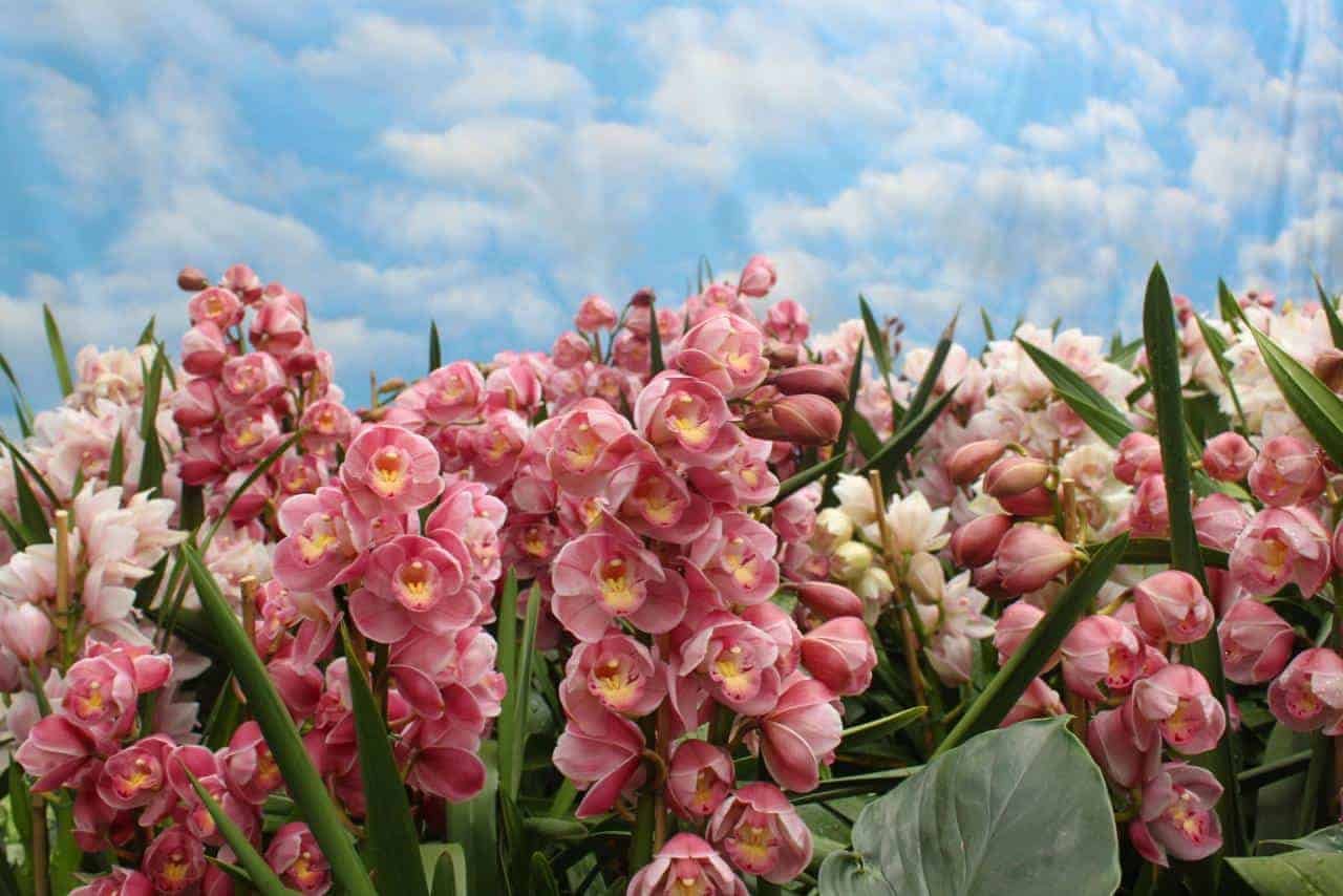 Cymbidium Orchid: What you need to know