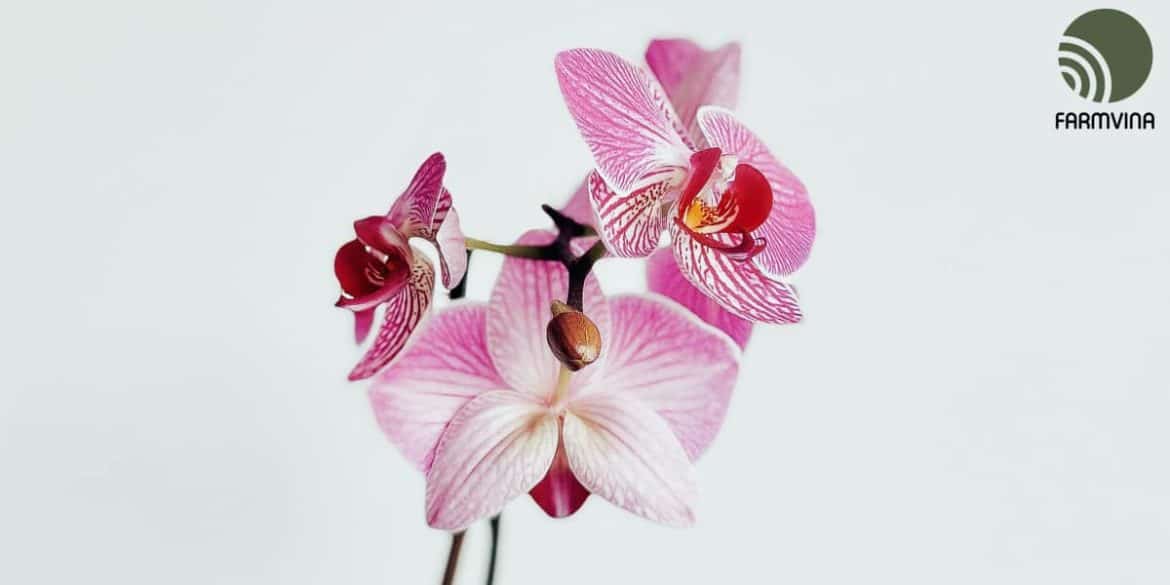 Temperature for orchid Is it too hot or cold? Farmvina