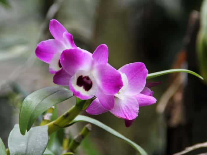 Dendrobium Nobile