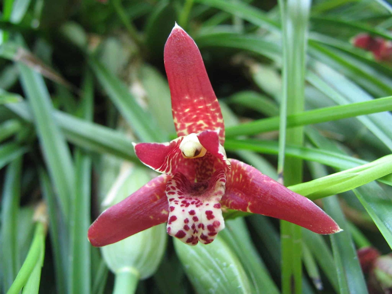 Maxillaria Orchid: What you need to know