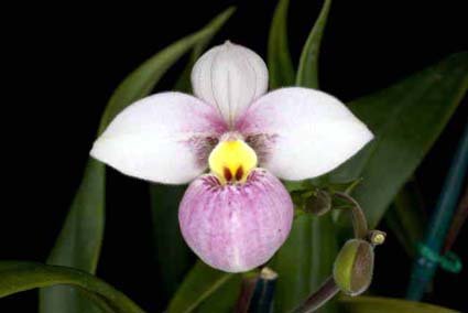 Phragmipedium orchid