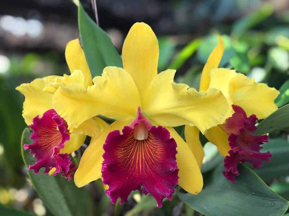 Cattleya Orchid 