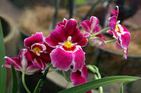 Miltoniopsis orchid