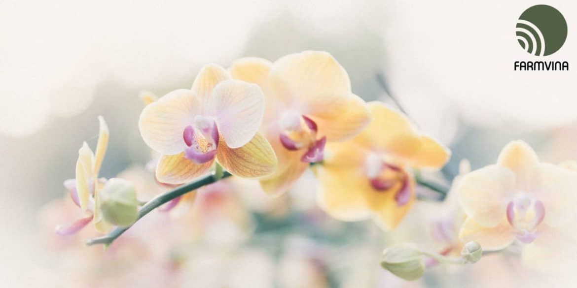Fragrant Orchids You Should Try These 11 Varieties Farmvina