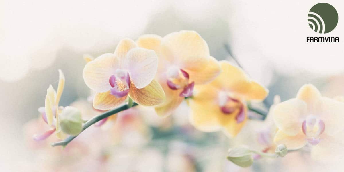 Fragrant Orchids: You Should Try These 11 Varieties