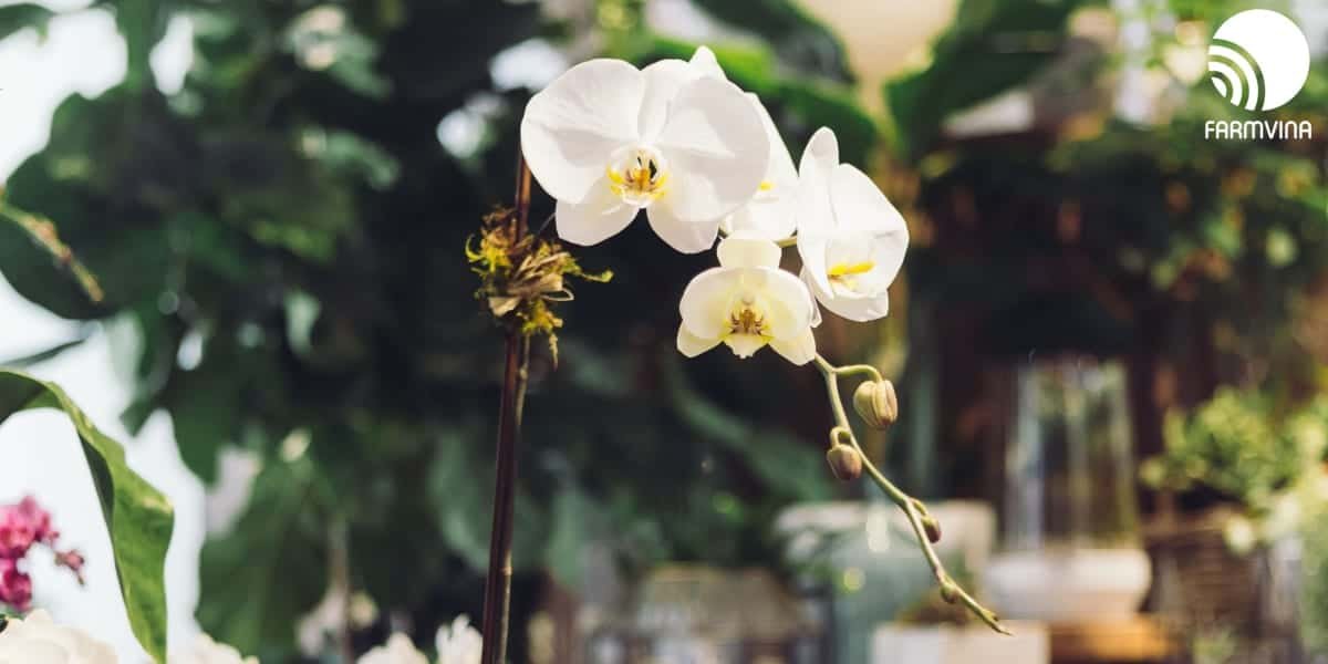 Orchid Greenhouse: Some inspirations to get you started