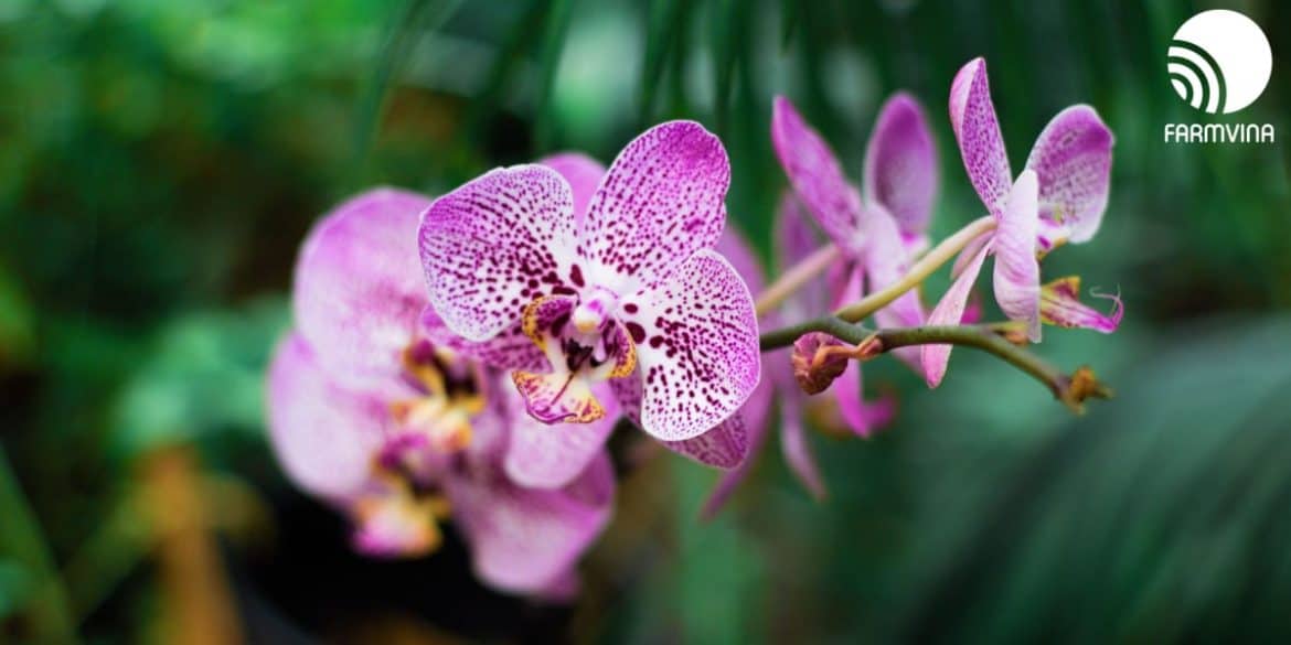 Humidity For Orchid How much does it need? Farmvina