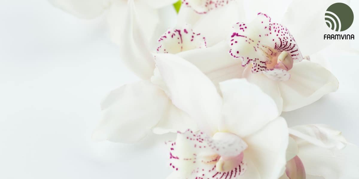Humidity For Orchid: How much does it need?