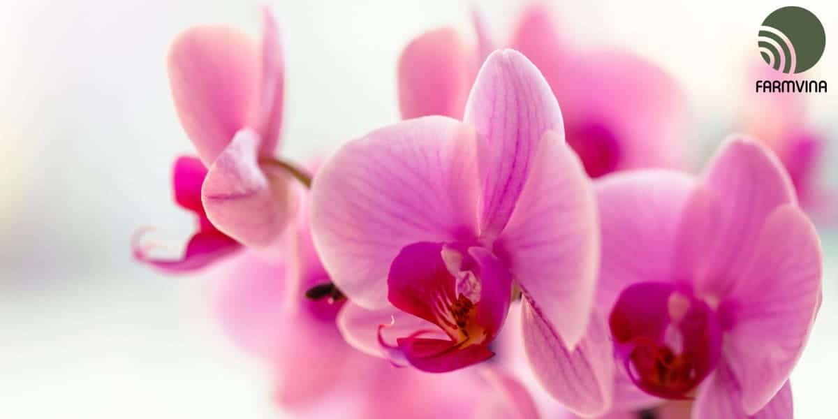 Orchids Care & Light: How Much is Enough?
