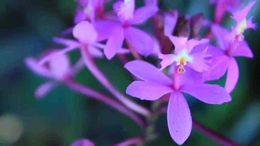 Epidendrum orchid