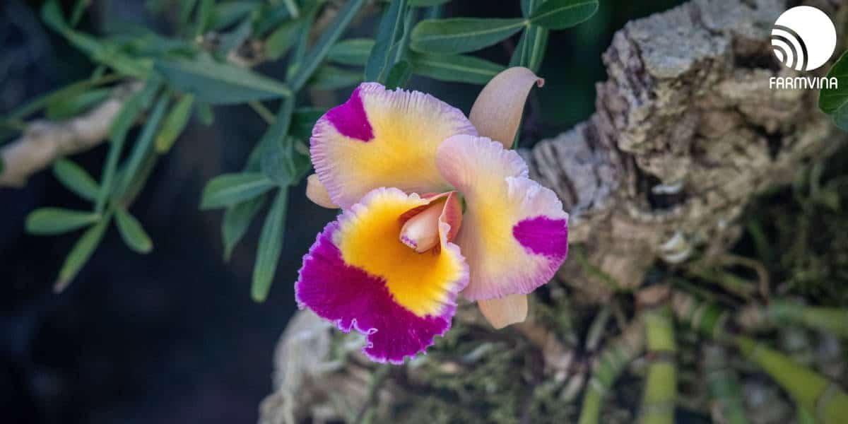 Mounting Orchids: Some basic tips for you