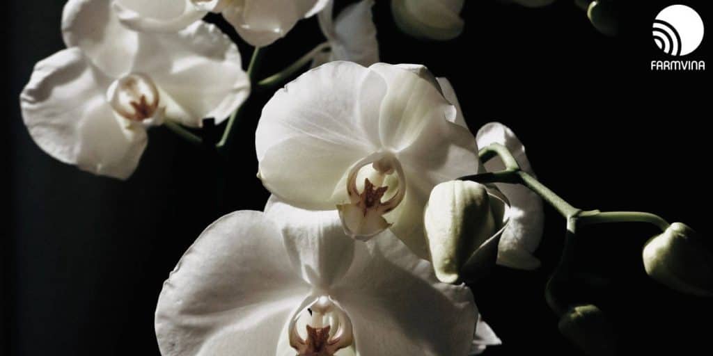orchid blooms