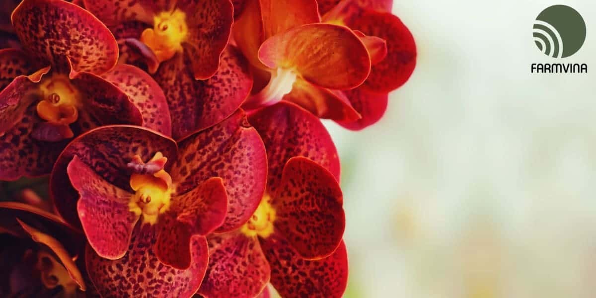 Orchid Diseases: Understand Your Orchid’s Health