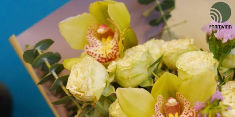Fragrant Orchids: You Should Try These 11 Varieties | Farmvina