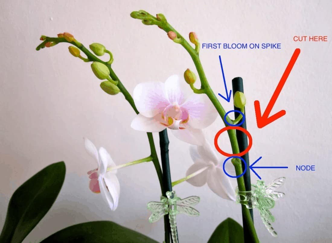 How To Cut Your Orchid's Spike?