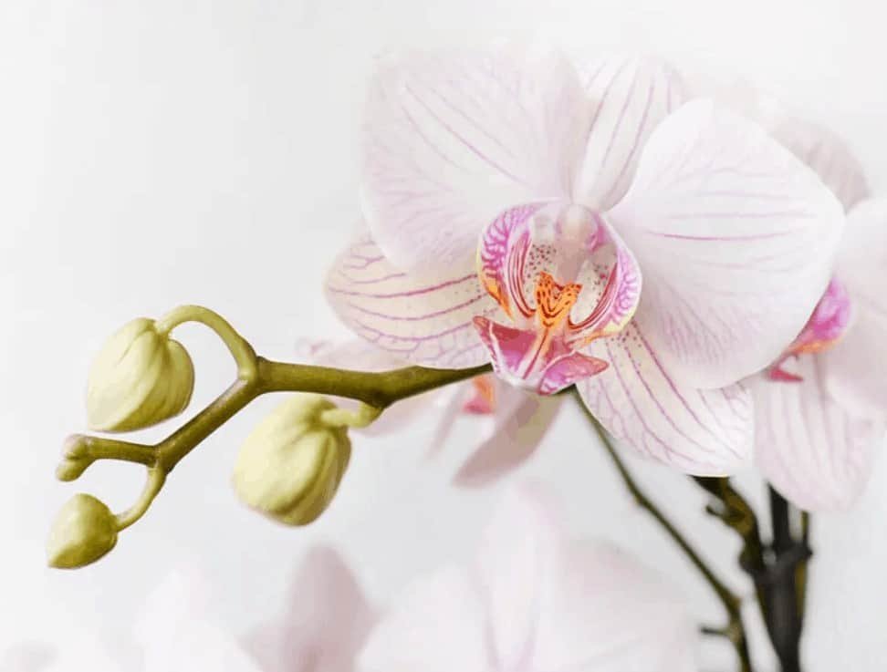 Phalaenopsis Orchid: What you need to know