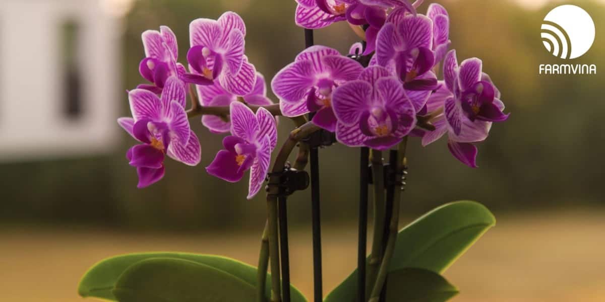 How and When to Stake Your Orchids?