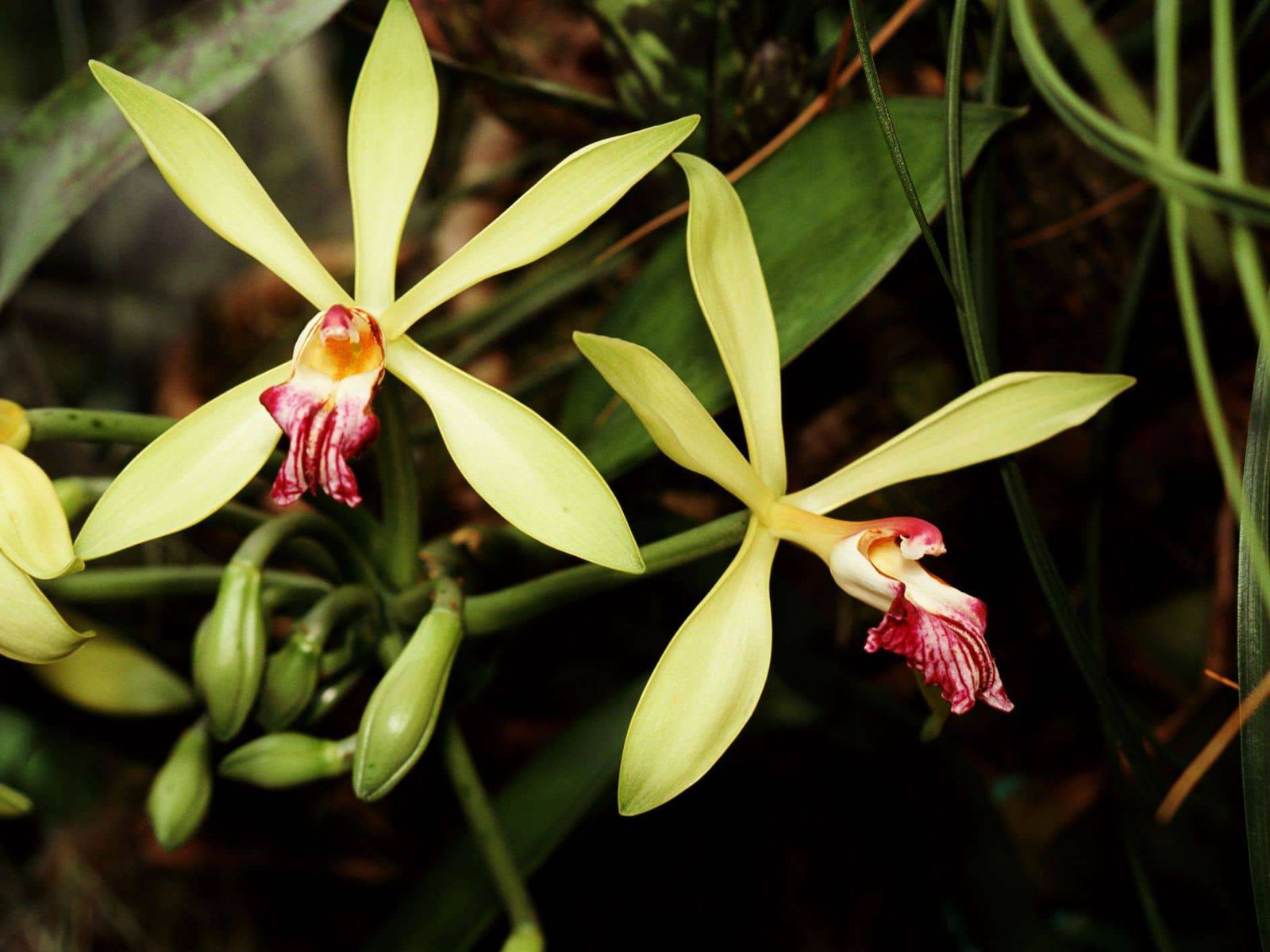 Vanilla Orchid: What you need to know