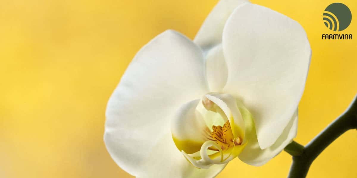 Watering for Orchid: Care and Maintenance