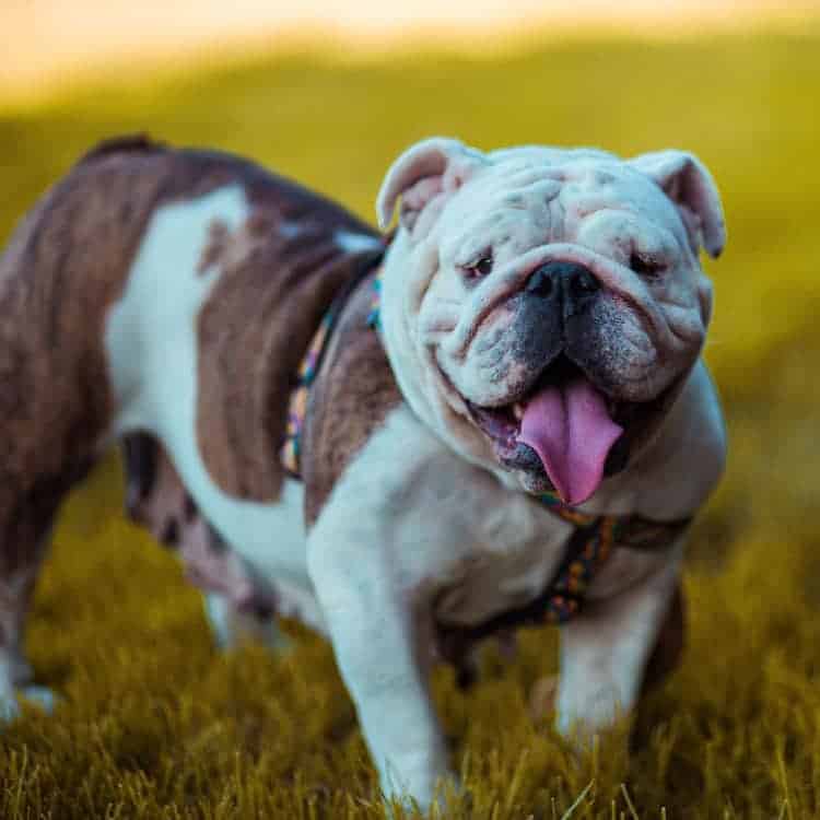 English Bulldog