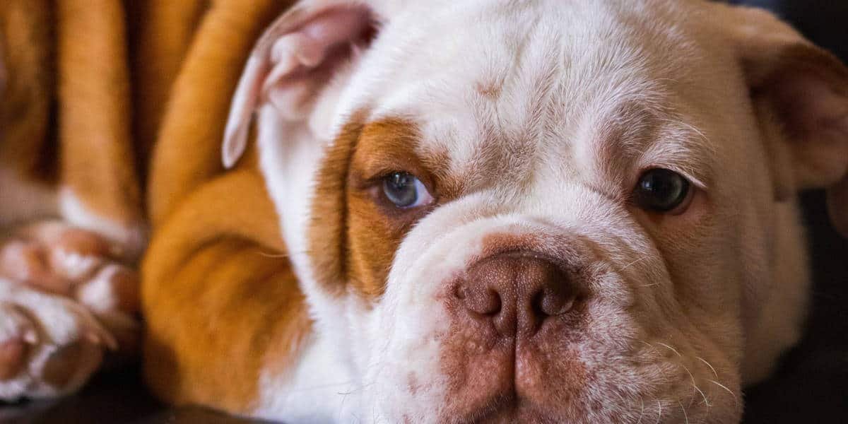 Bulldog Tips: How to start training your dog(s) early?