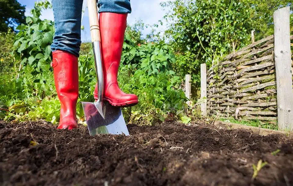 When to Start Gardening: A Beginner's Guide to Green Thumbs