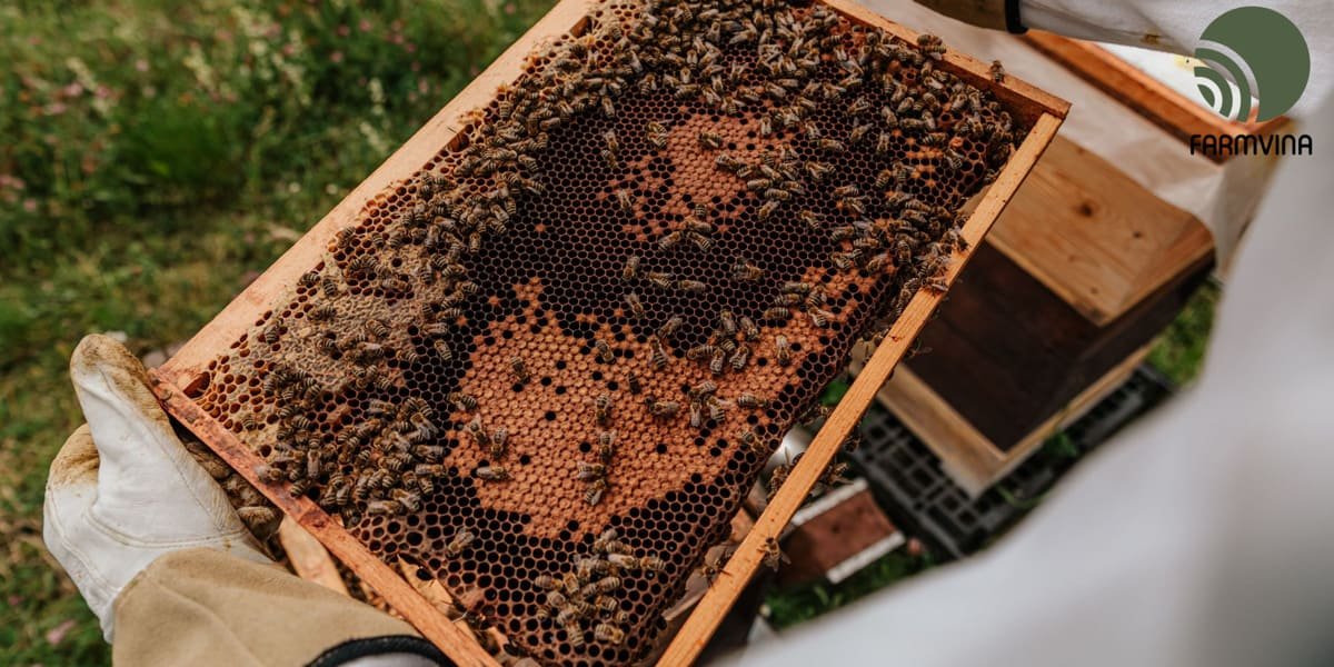 How To Start A Bee Farm: A Beginner's Guide