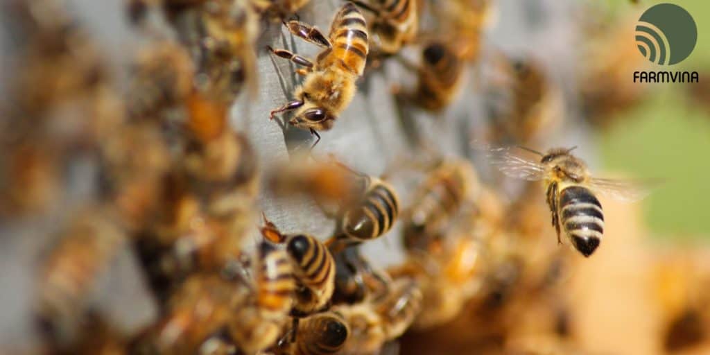 How to Raise Honey Bees A Beginner's Guide to Beekeeping Farmvina