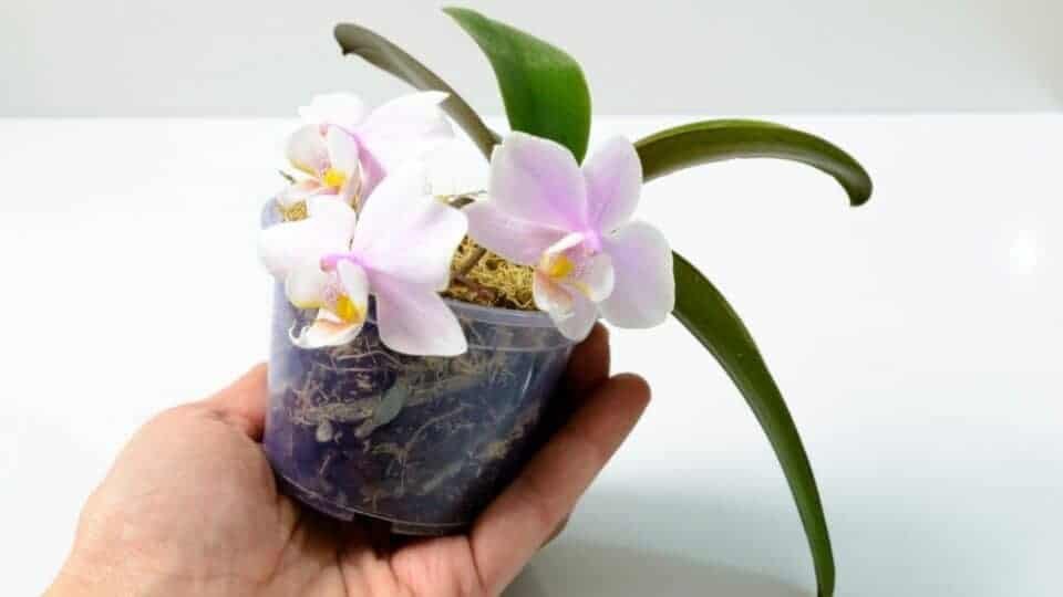 How to Take Care of a Mini Orchid