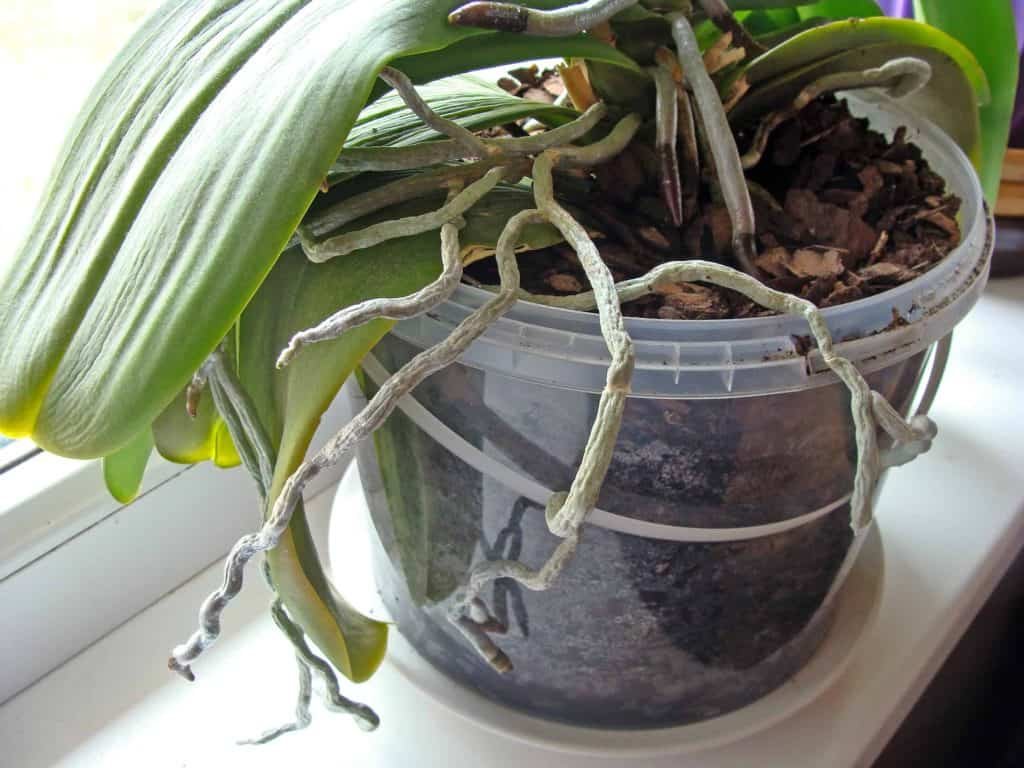 how to take care of orchid indoors