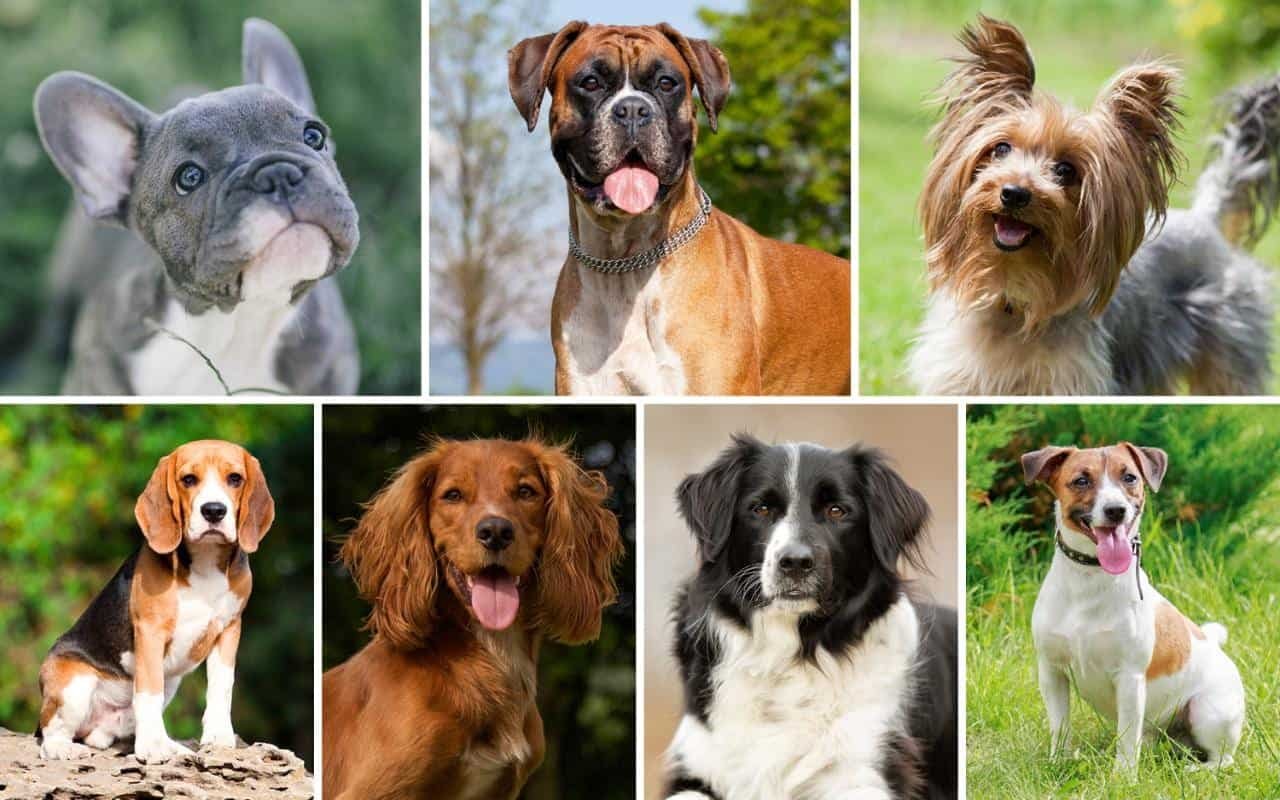Discover the Perfect Type of Dog for Your Lifestyle!