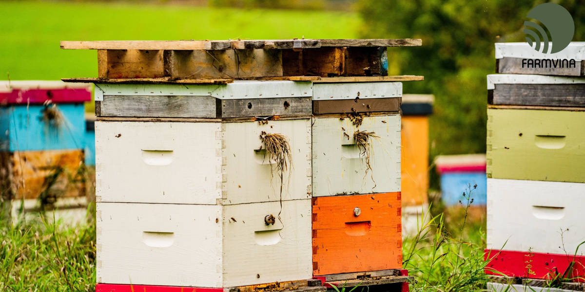 What is an Apiary? Explore the World of Beekeeping!