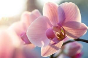 Are Orchids Hard To Take Care Of