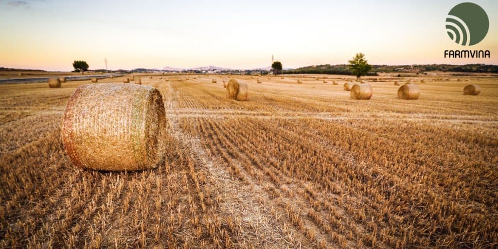 hay farming