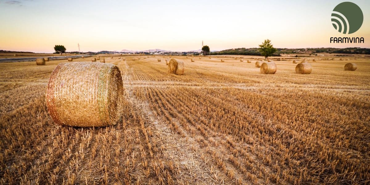 Hay Farming Success: Proven Strategies for High Yields