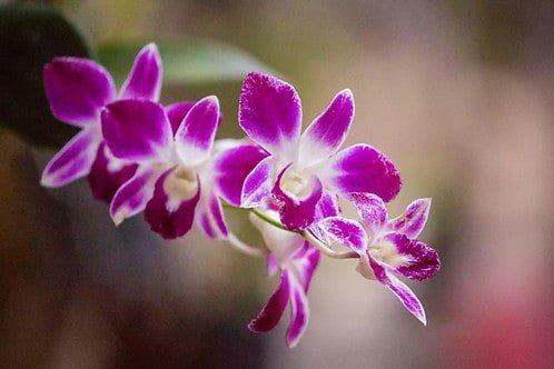 How Many Species of Orchids Are There?
