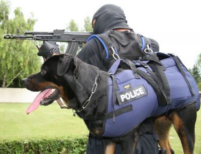  how to carry a dog
